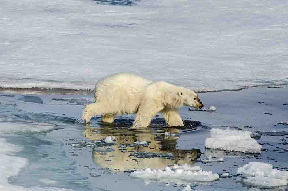 Oso Polar - islas Svalbard - Noruega 27.jpg